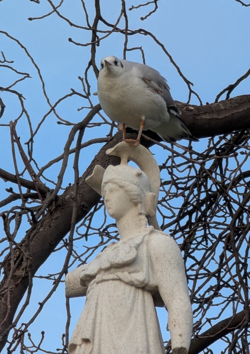 Black-headed Gull - ML646517971
