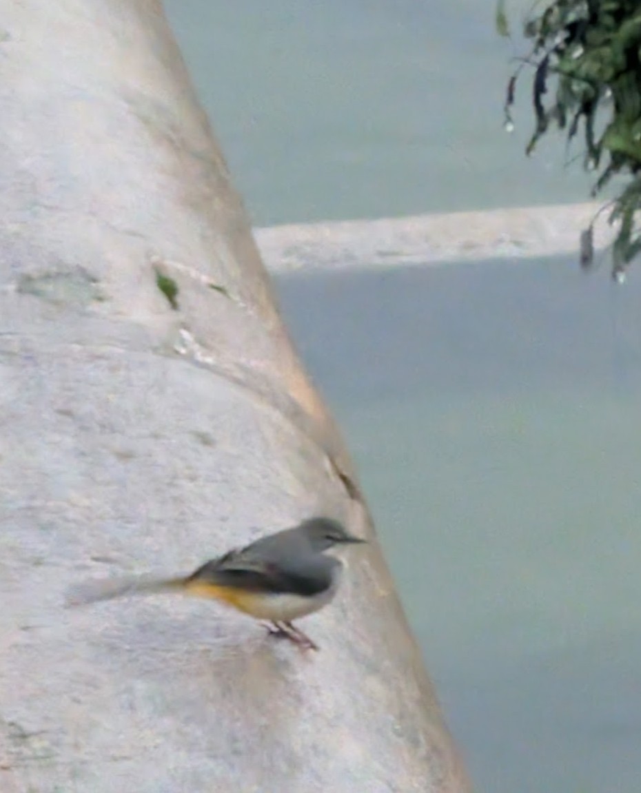 Gray Wagtail - ML646517973