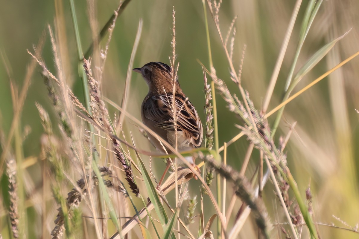 Таміка віялохвоста - ML646517975