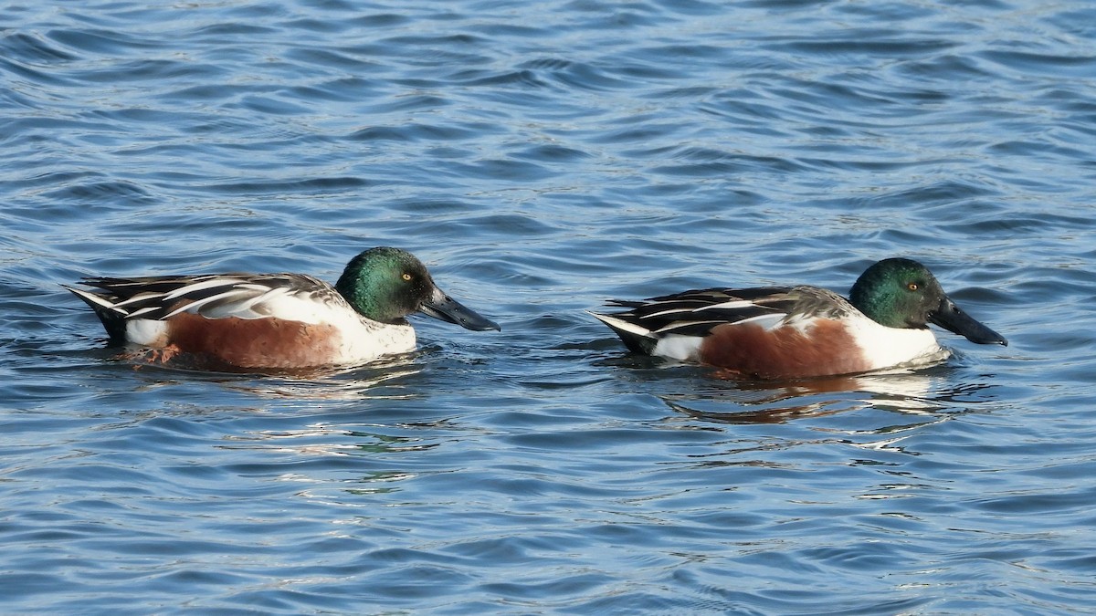 Northern Shoveler - ML646517976
