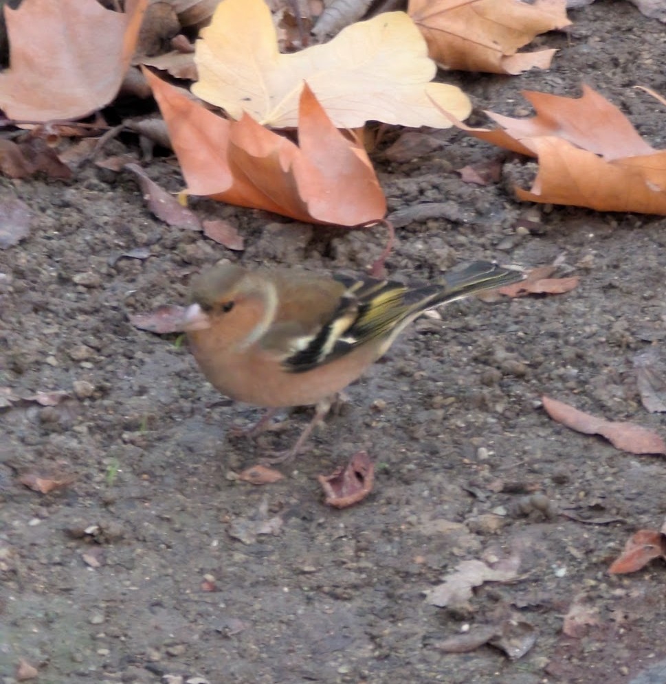 Common Chaffinch - ML646517977