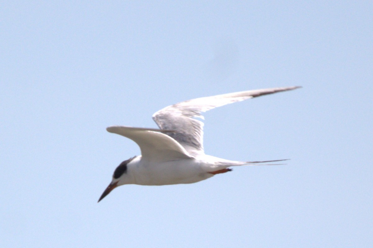 Forster's Tern - ML646517983