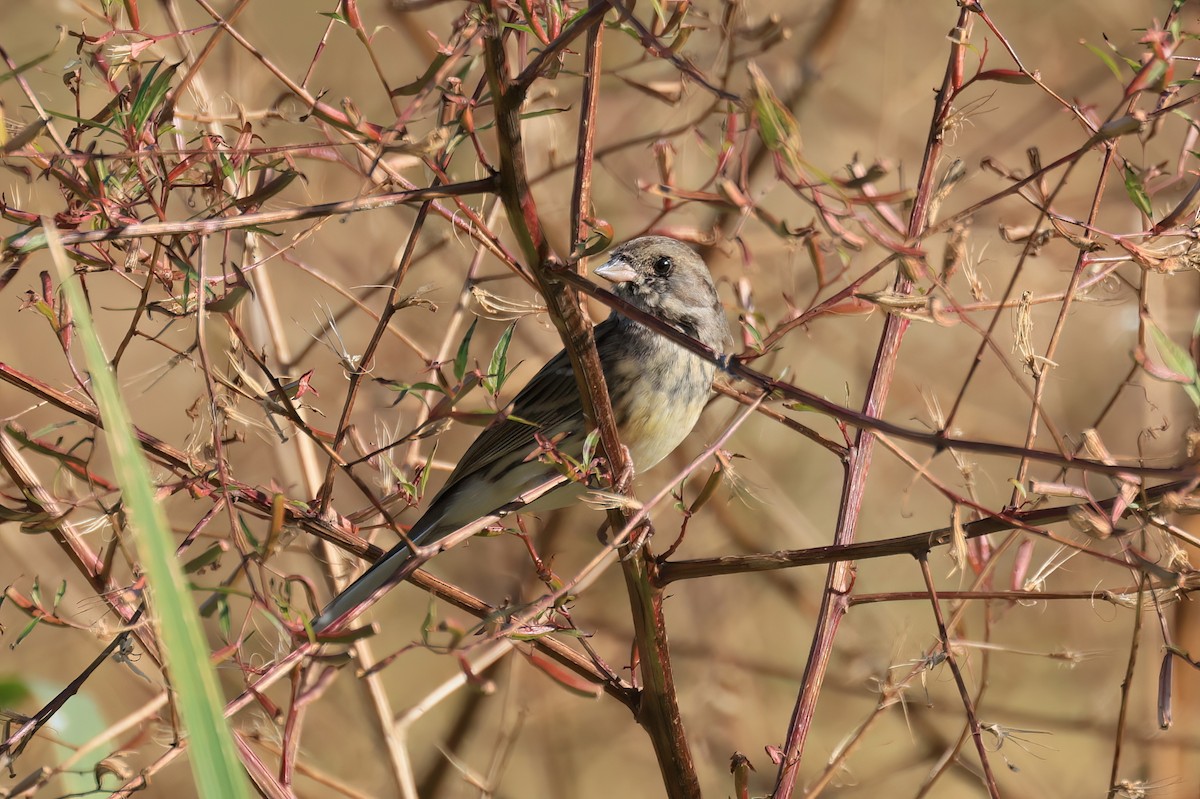 Вівсянка сибірська - ML646517986