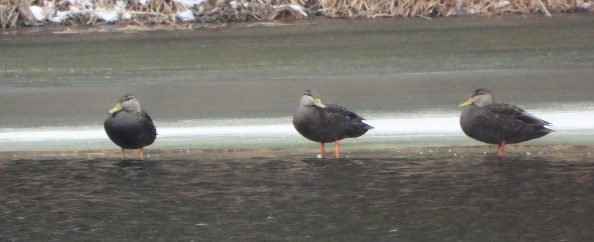 Ahate iluna - ML646517989