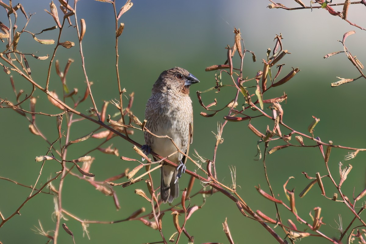 Мунія іржаста - ML646517990