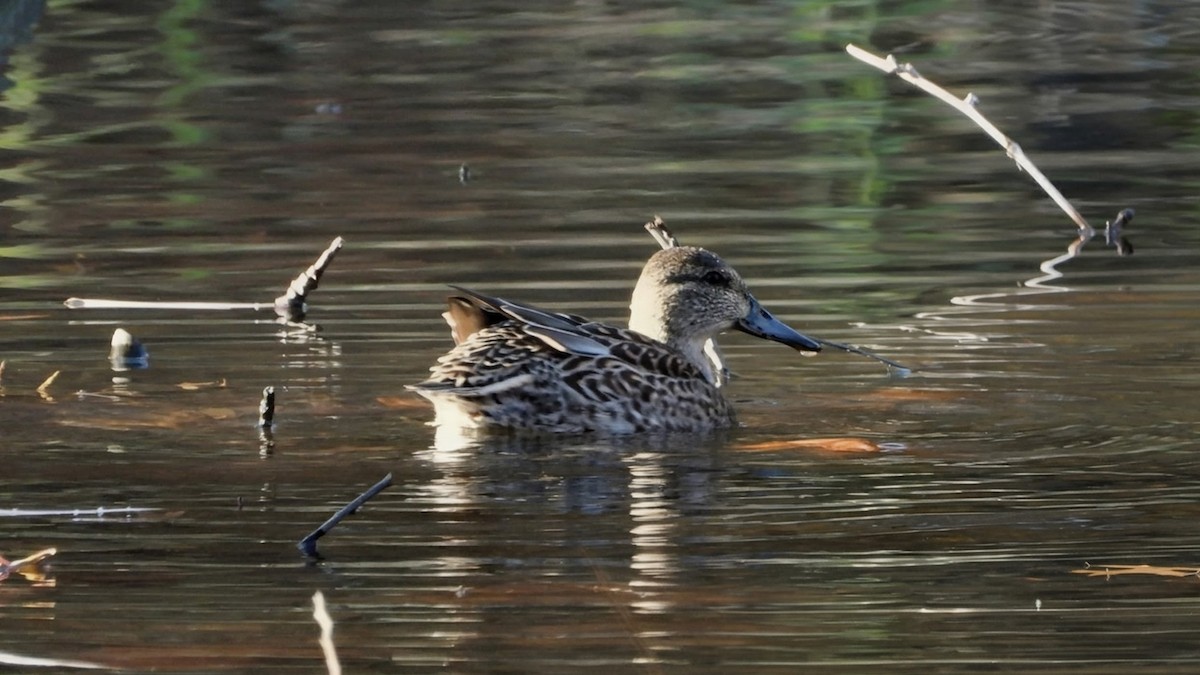 Green-winged Teal - ML646517991