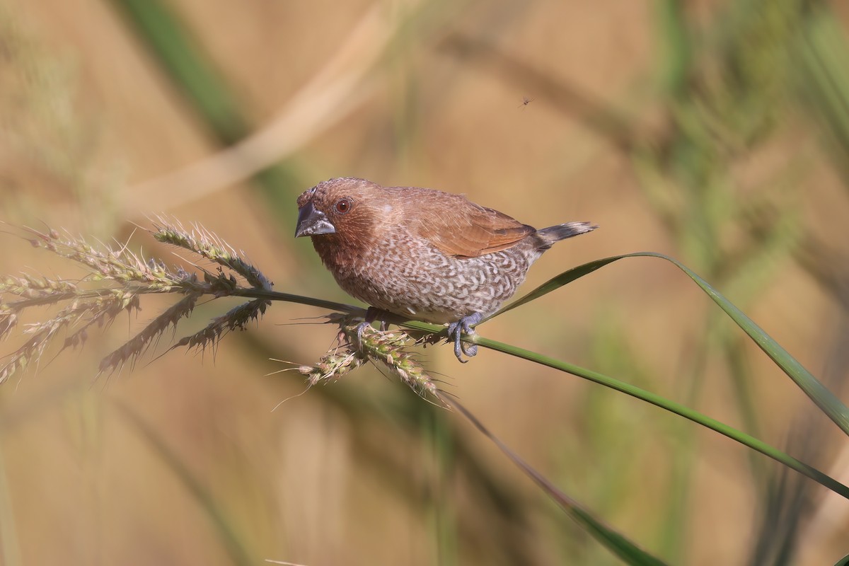 Мунія іржаста - ML646517994