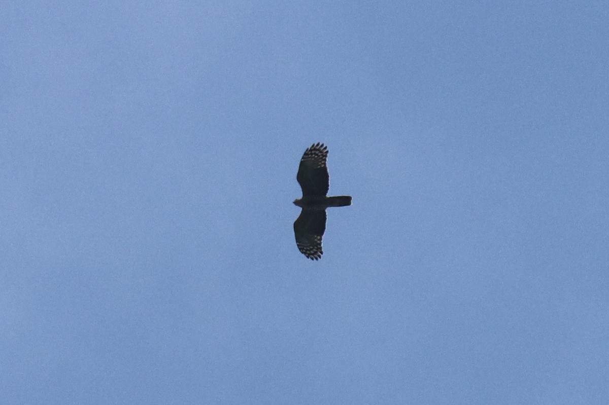 Jerdon's Baza - ML646517998