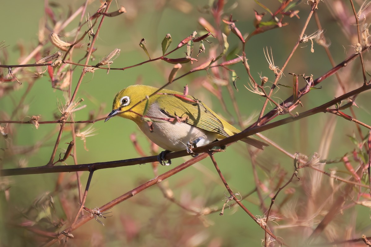 Окулярник китайський - ML646518000