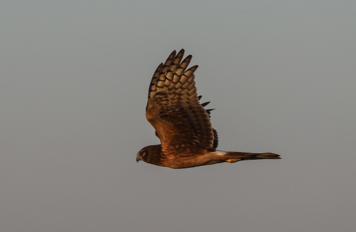 זרון אמריקני - ML646518001