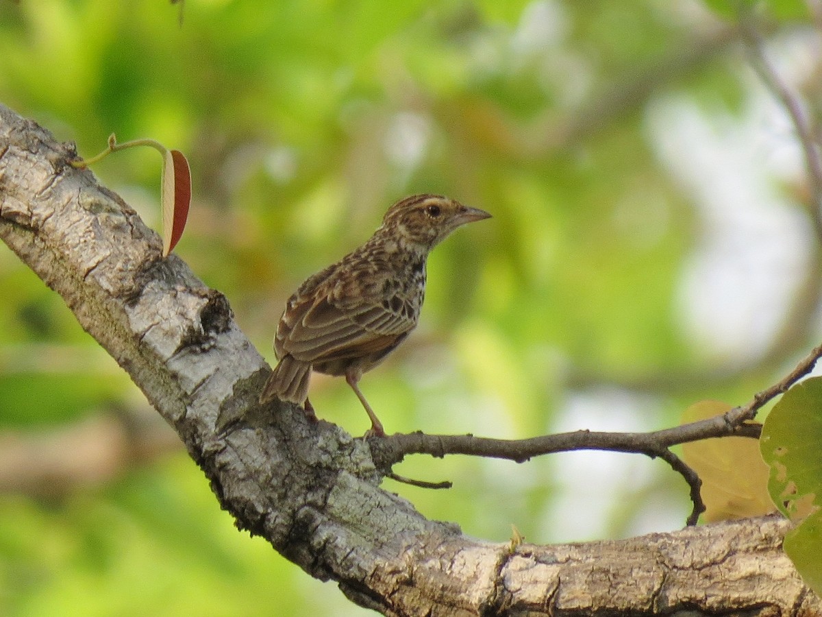 skřivan indočínský - ML646518004
