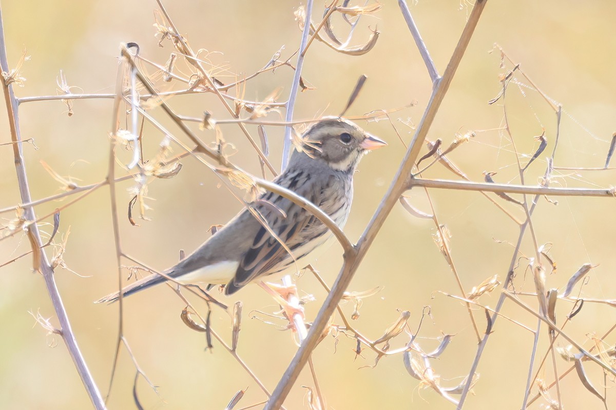 Вівсянка сибірська - ML646518007