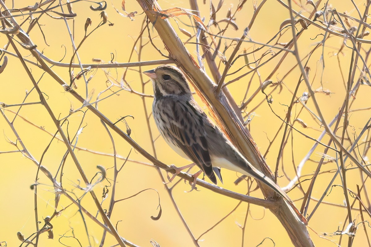 Вівсянка сибірська - ML646518008