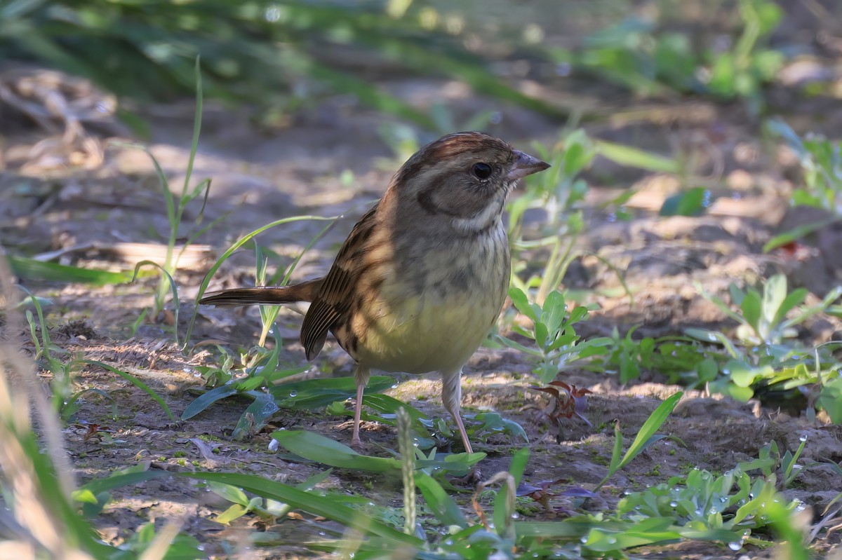 Вівсянка сибірська - ML646518009