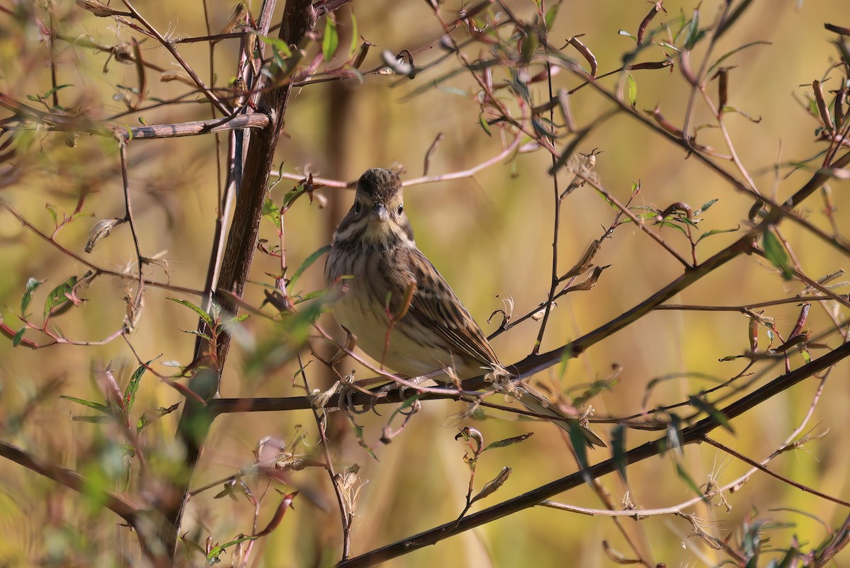 Вівсянка сибірська - ML646518010