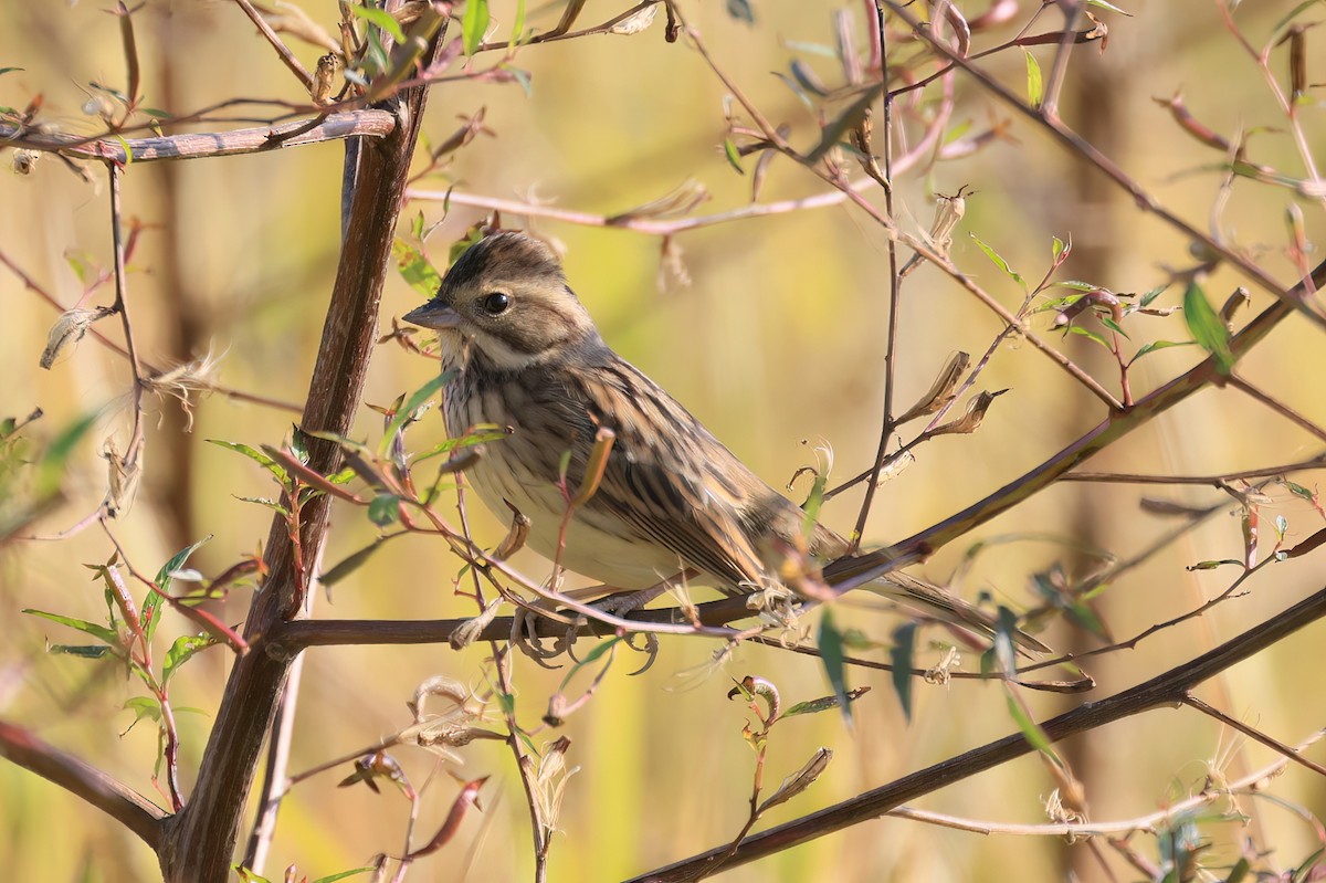 Вівсянка сибірська - ML646518011