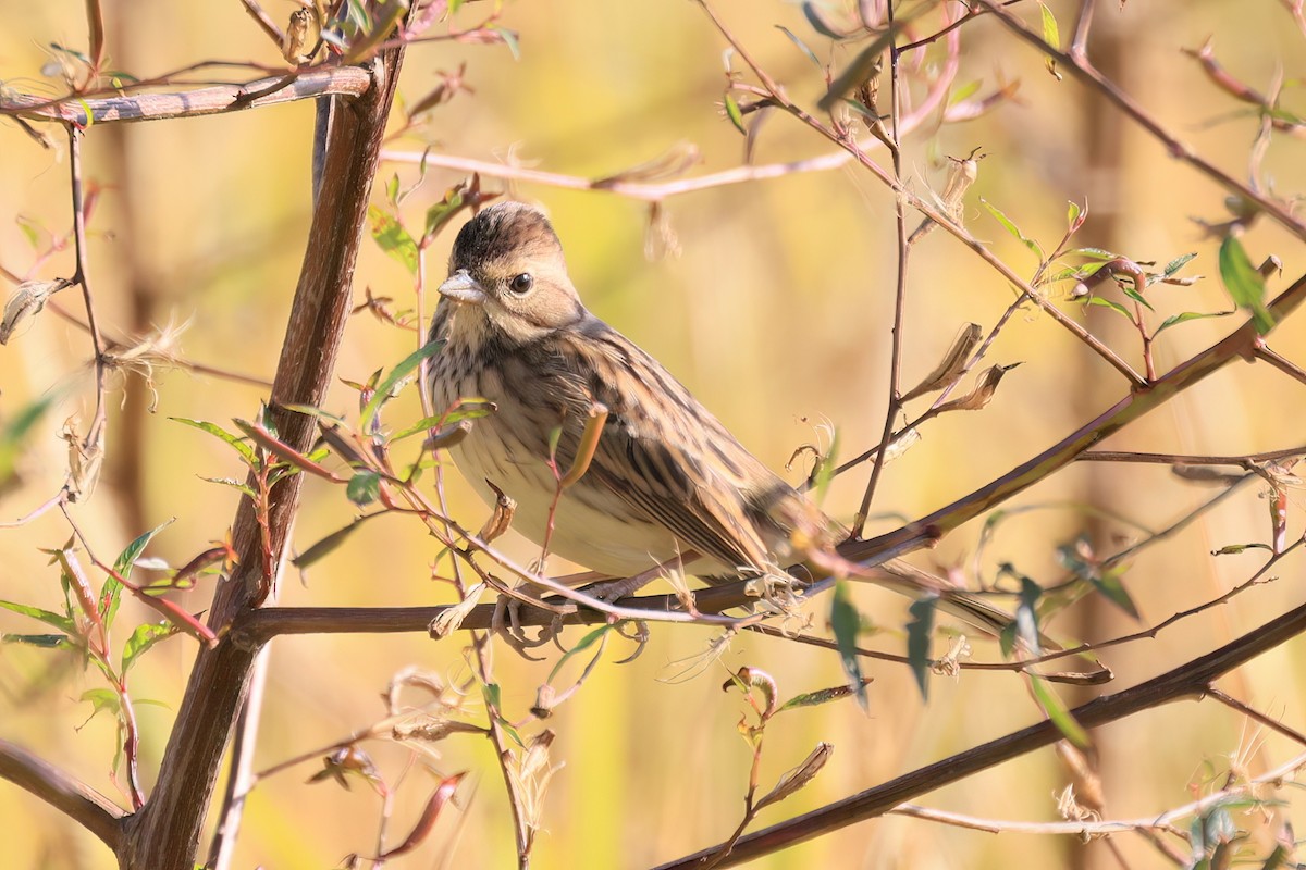 Вівсянка сибірська - ML646518012