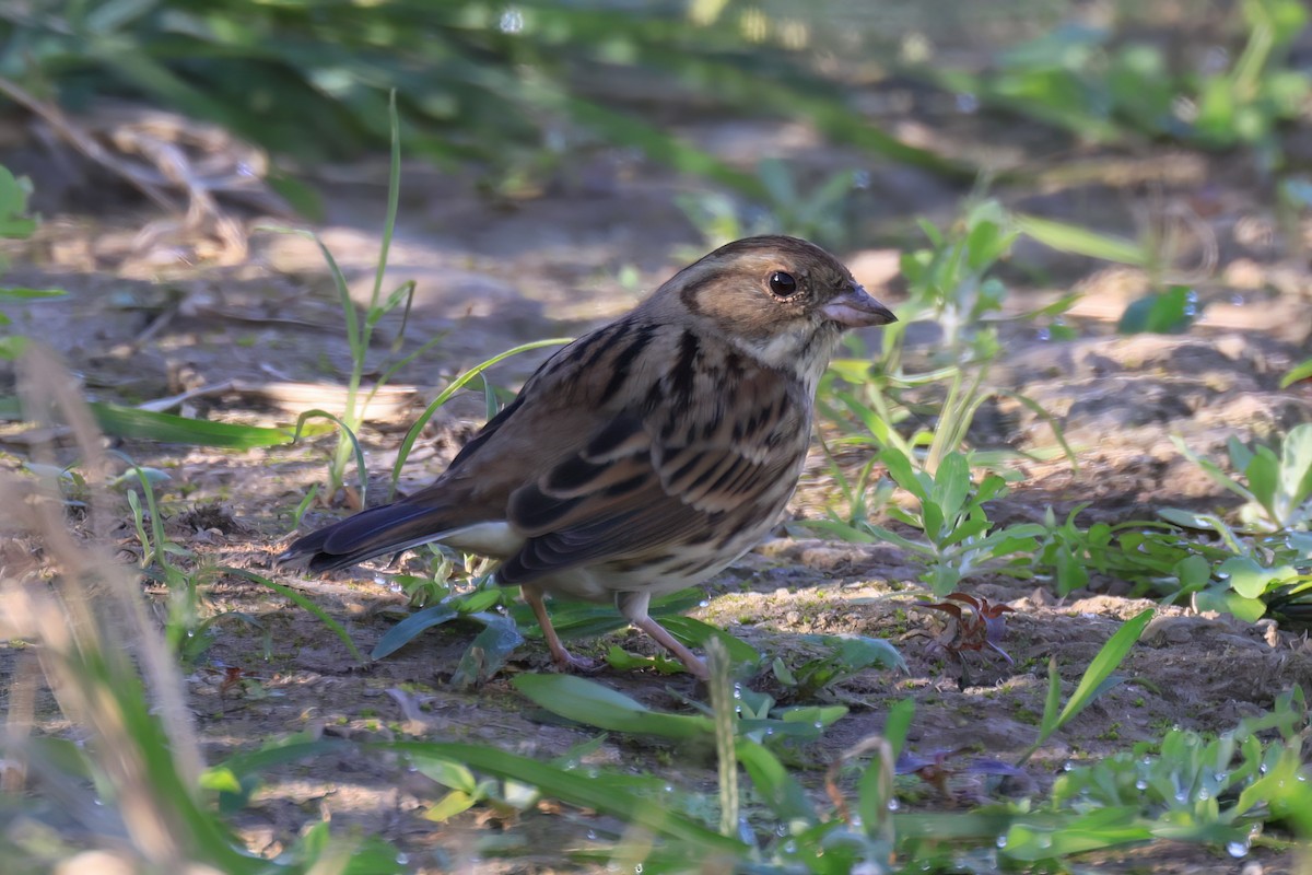 Вівсянка сибірська - ML646518013