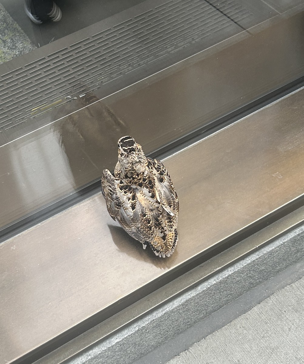 American Woodcock - ML646518015