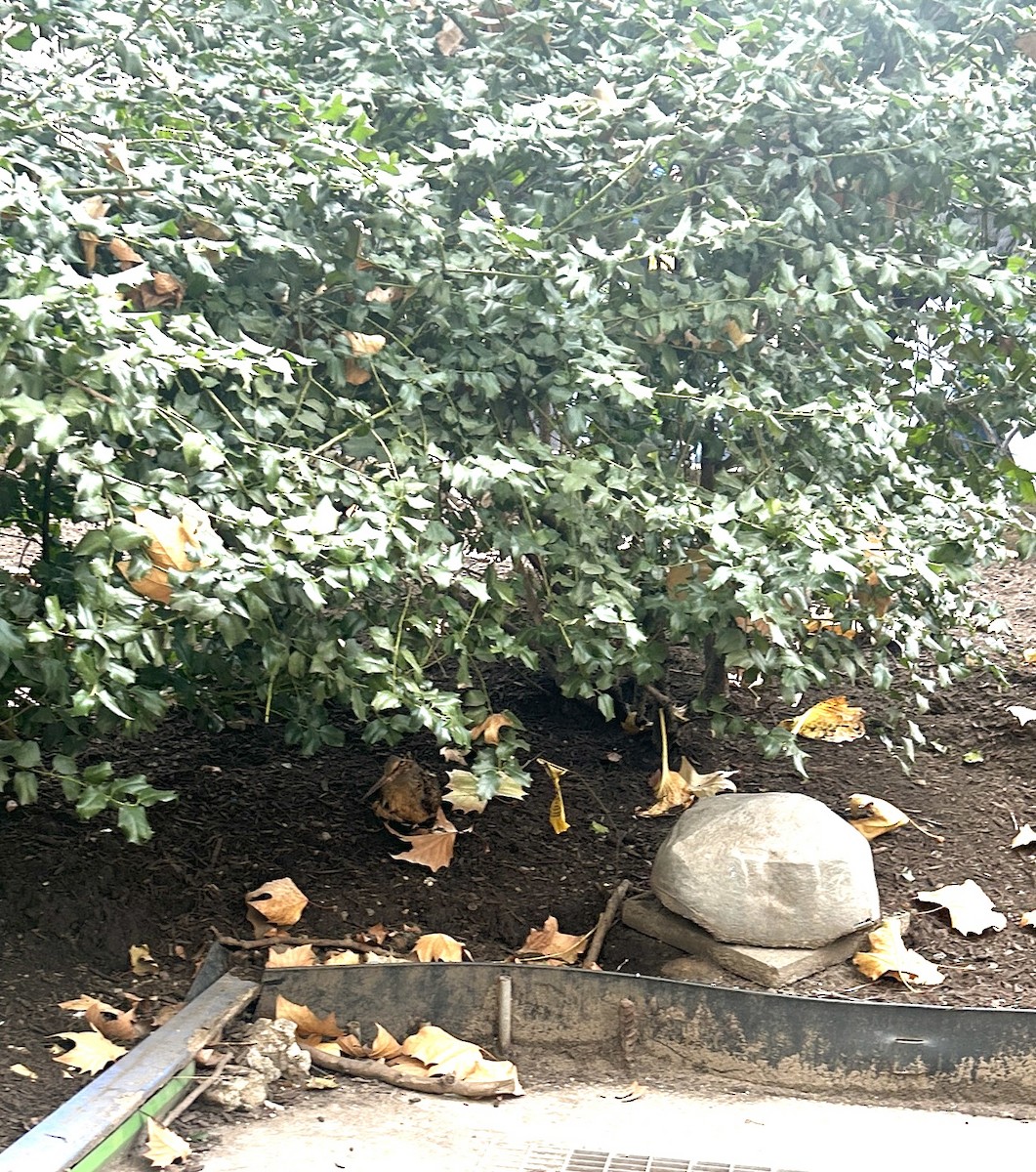 American Woodcock - ML646518016