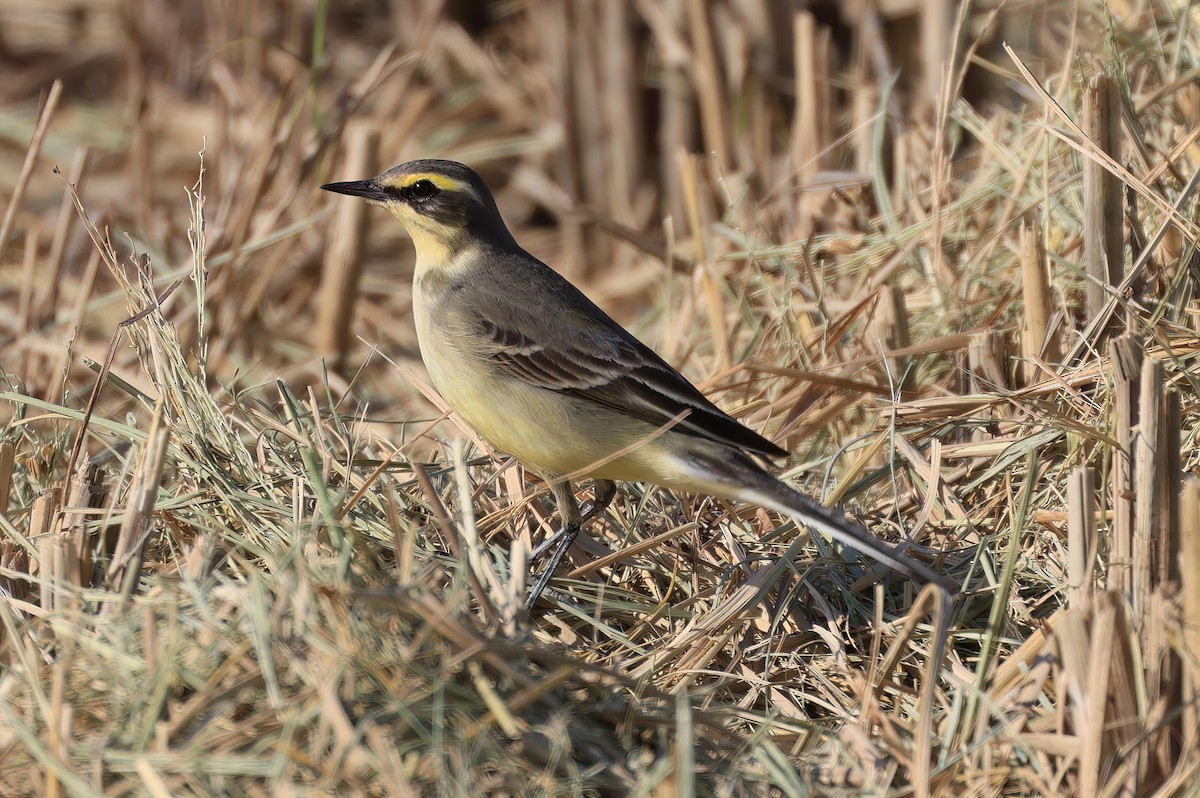 Плиска аляскинська - ML646518017