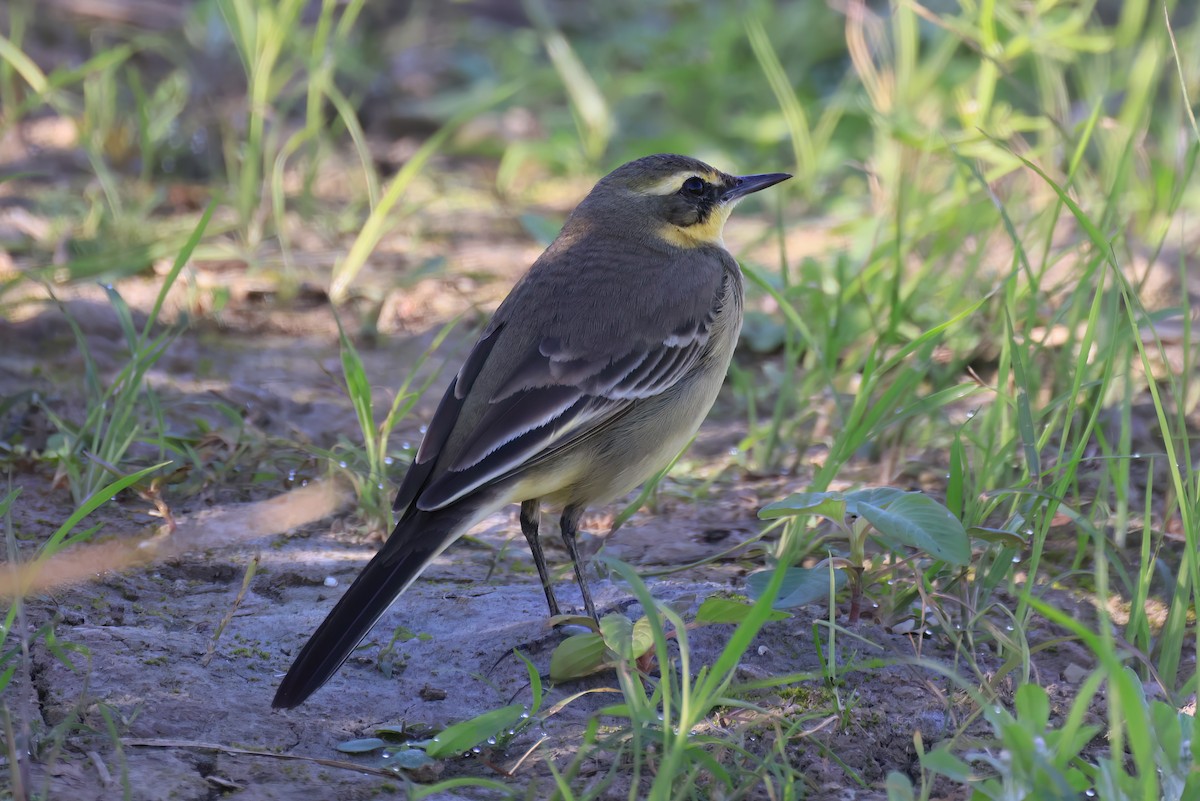 Плиска аляскинська - ML646518018