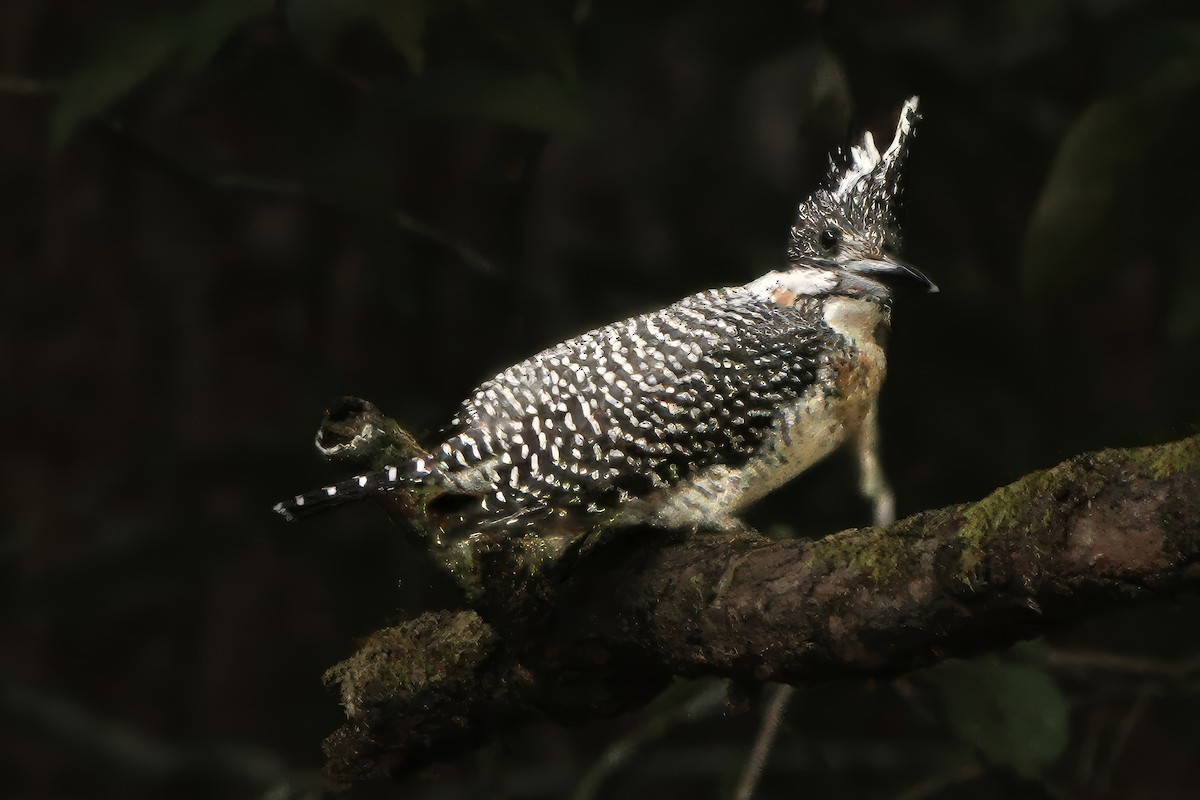 Crested Kingfisher - ML646518019