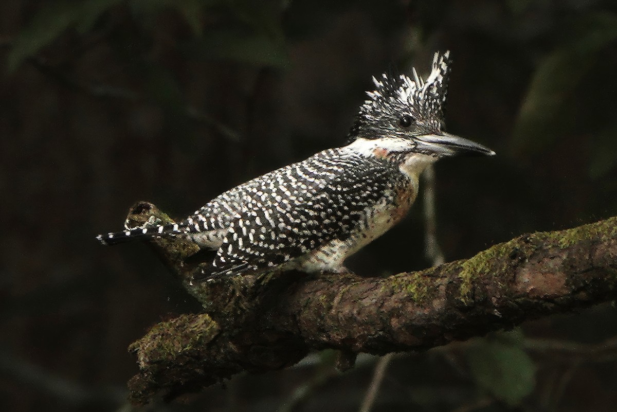 Crested Kingfisher - ML646518021