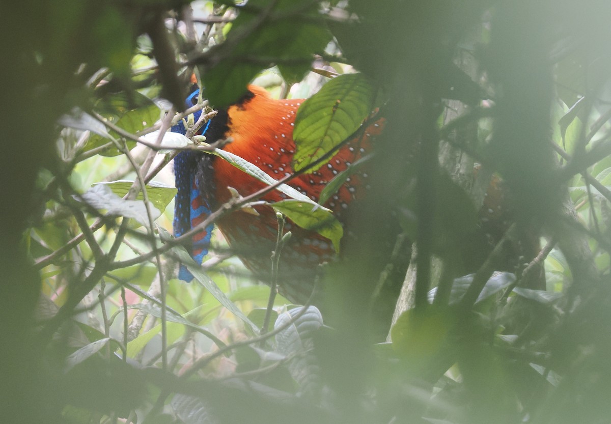 Temminck's Tragopan - ML646518023