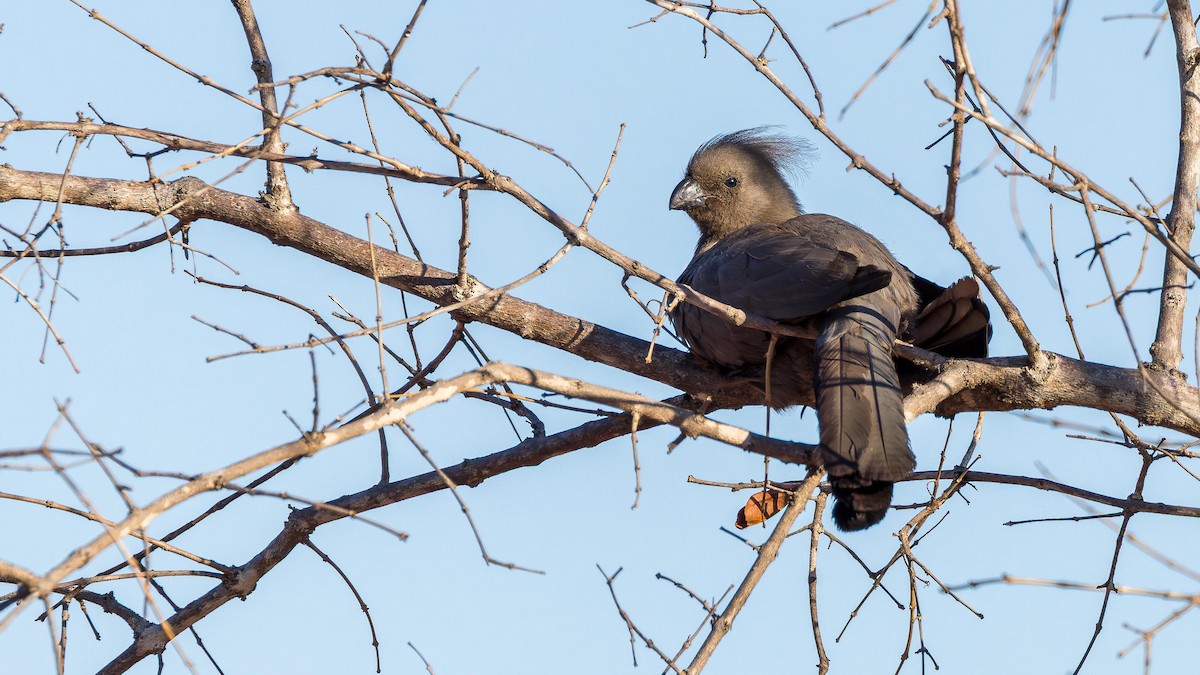 Gray Go-away-bird - ML646518024