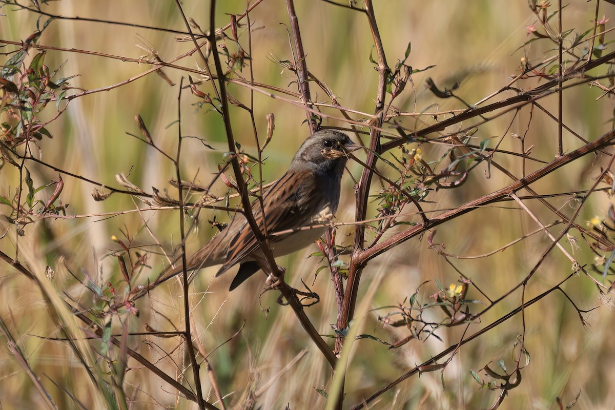 Вівсянка сибірська - ML646518025
