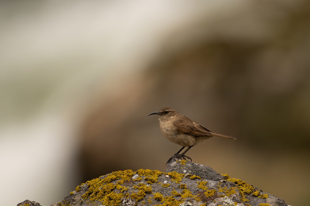 Langschnabel-Erdhacker - ML646518027