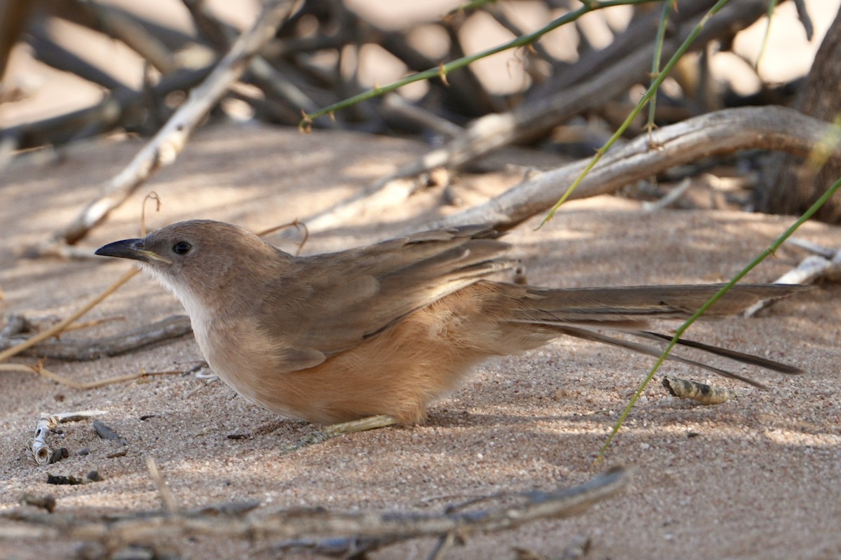 Fulvous Chatterer - ML646518030