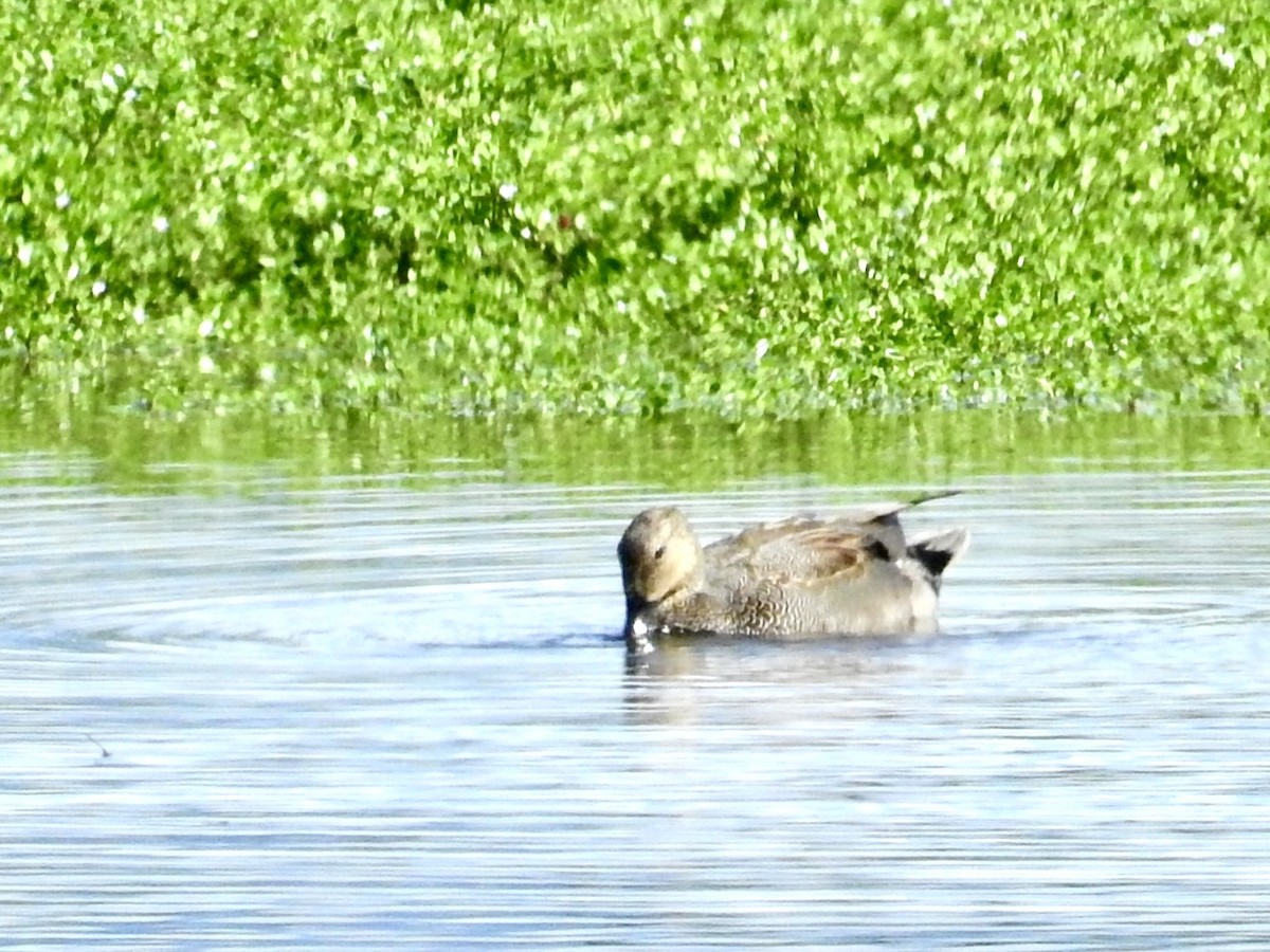 kopřivka obecná - ML646518032