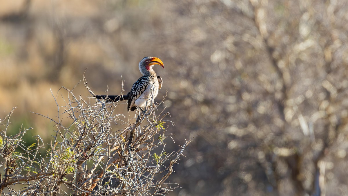 Southern Yellow-billed Hornbill - ML646518035