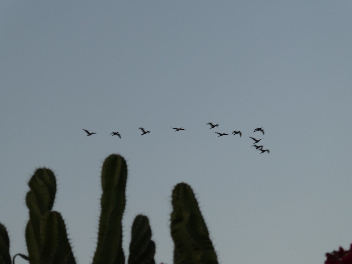 ミミヒメウ／ナンベイヒメウ - ML646518036