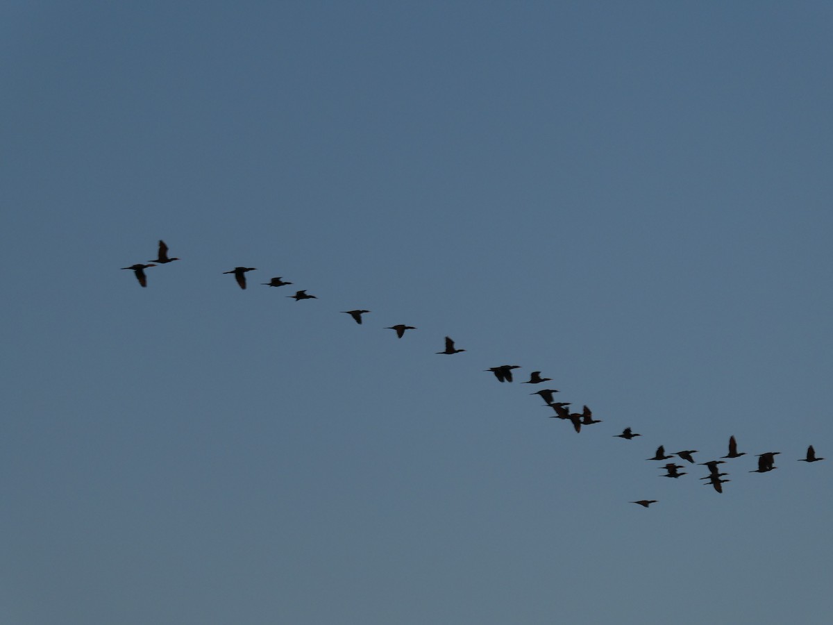 ミミヒメウ／ナンベイヒメウ - ML646518037