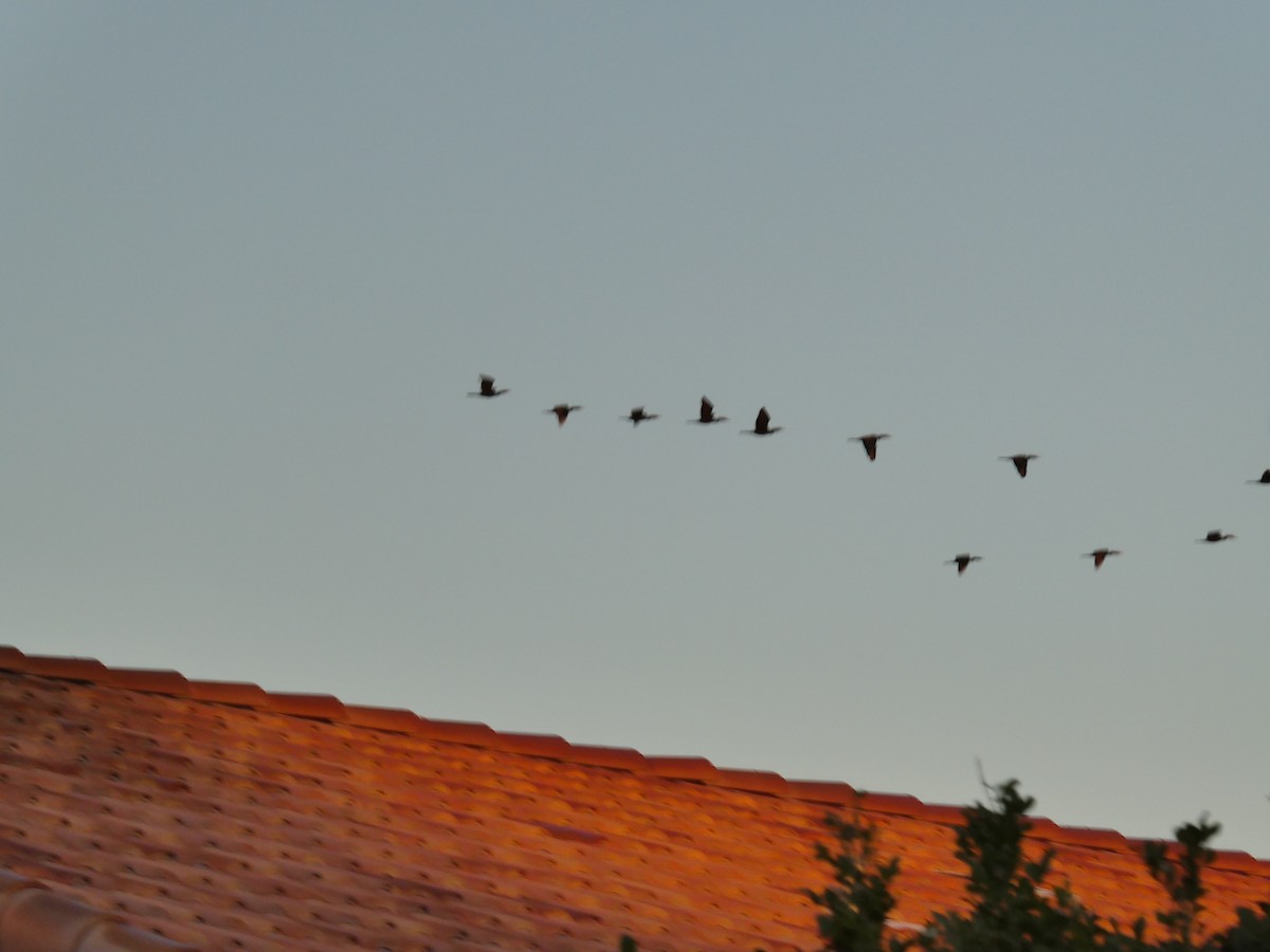 ミミヒメウ／ナンベイヒメウ - ML646518038