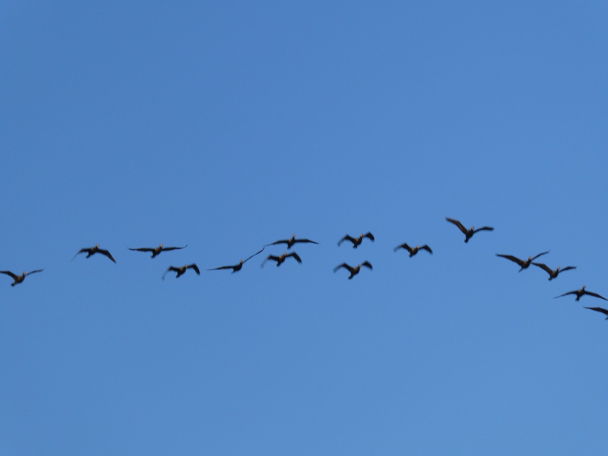 ミミヒメウ／ナンベイヒメウ - ML646518039