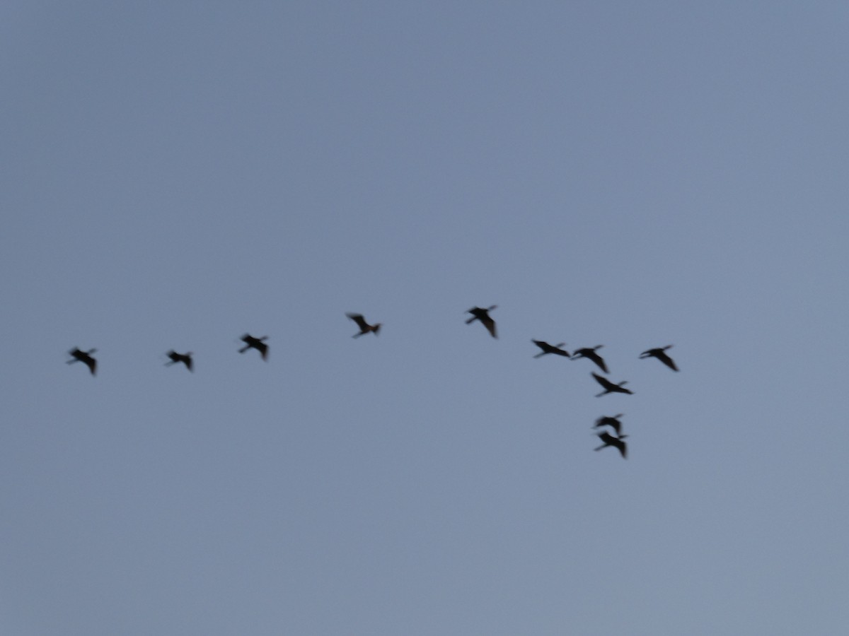 ミミヒメウ／ナンベイヒメウ - ML646518040