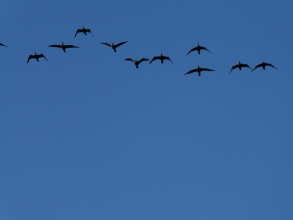 ミミヒメウ／ナンベイヒメウ - ML646518041