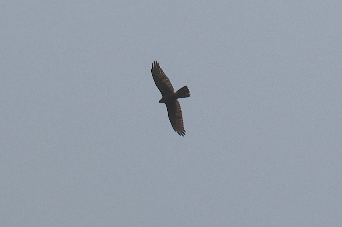 Gray-faced Buzzard - ML646518043