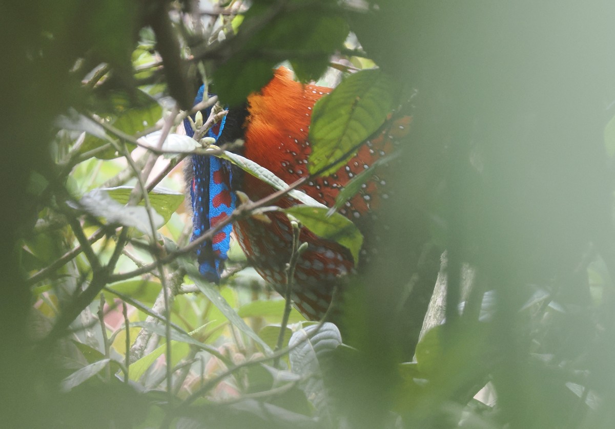 Temminck's Tragopan - ML646518044
