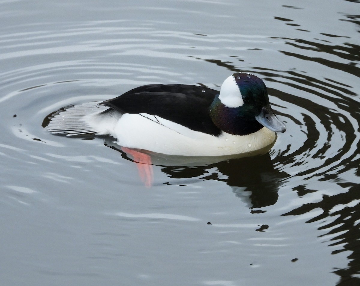 Bufflehead - ML646518045