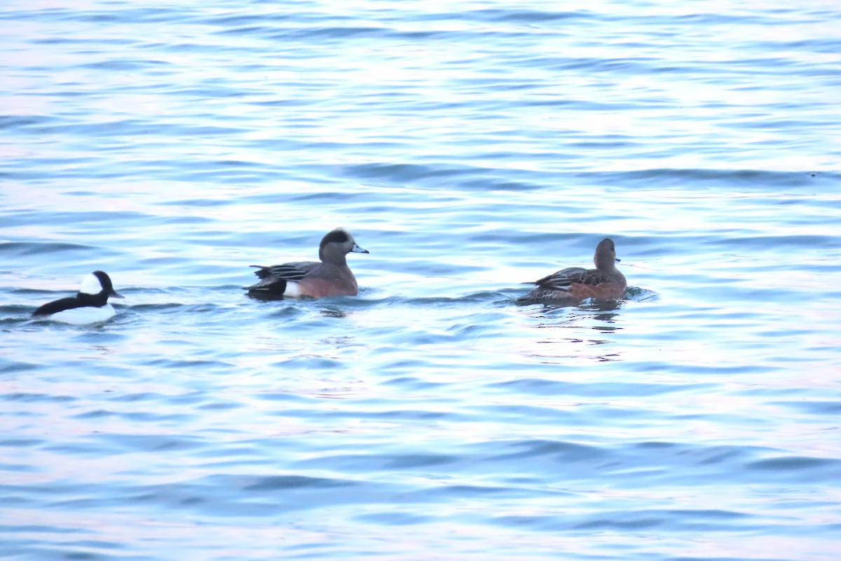 American Wigeon - ML646518050