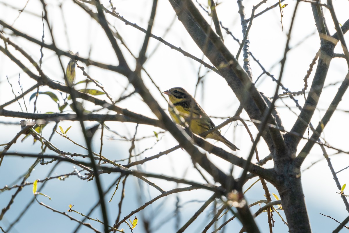 strnad obojkový - ML646518051