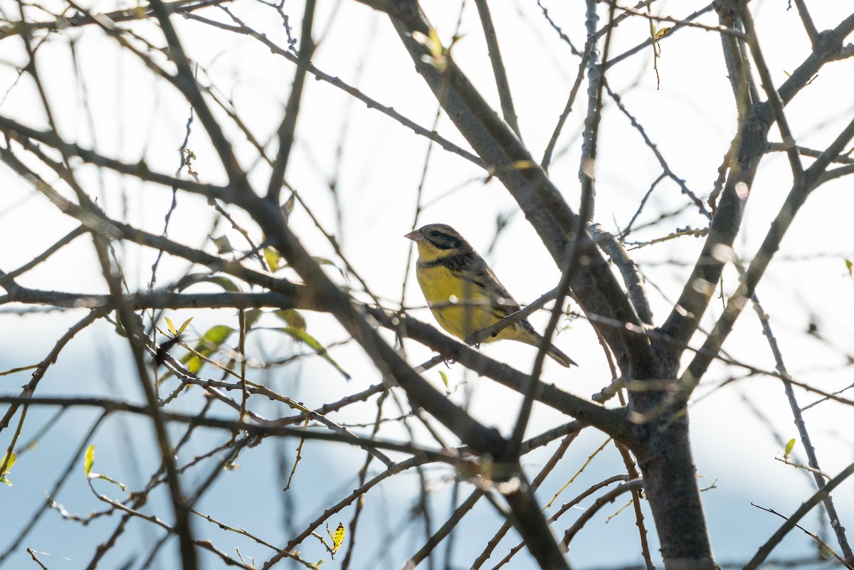 strnad obojkový - ML646518052