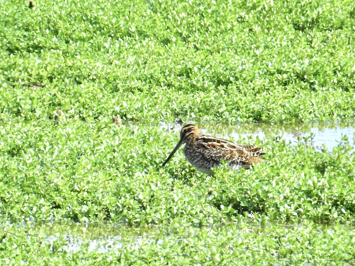 bekasina severoamerická - ML646518053