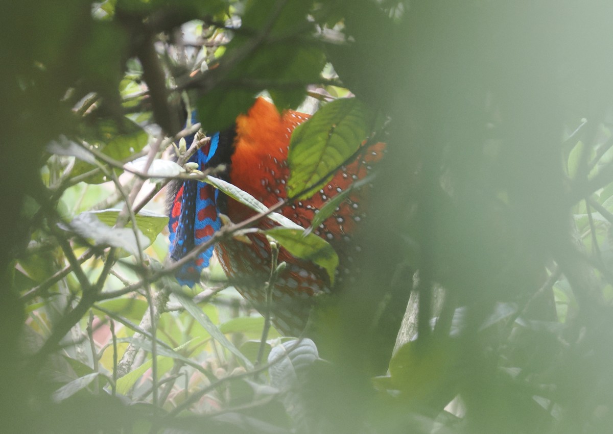 Temminck's Tragopan - ML646518054