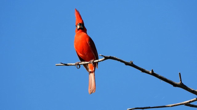 Vermilion Cardinal - ML646518056